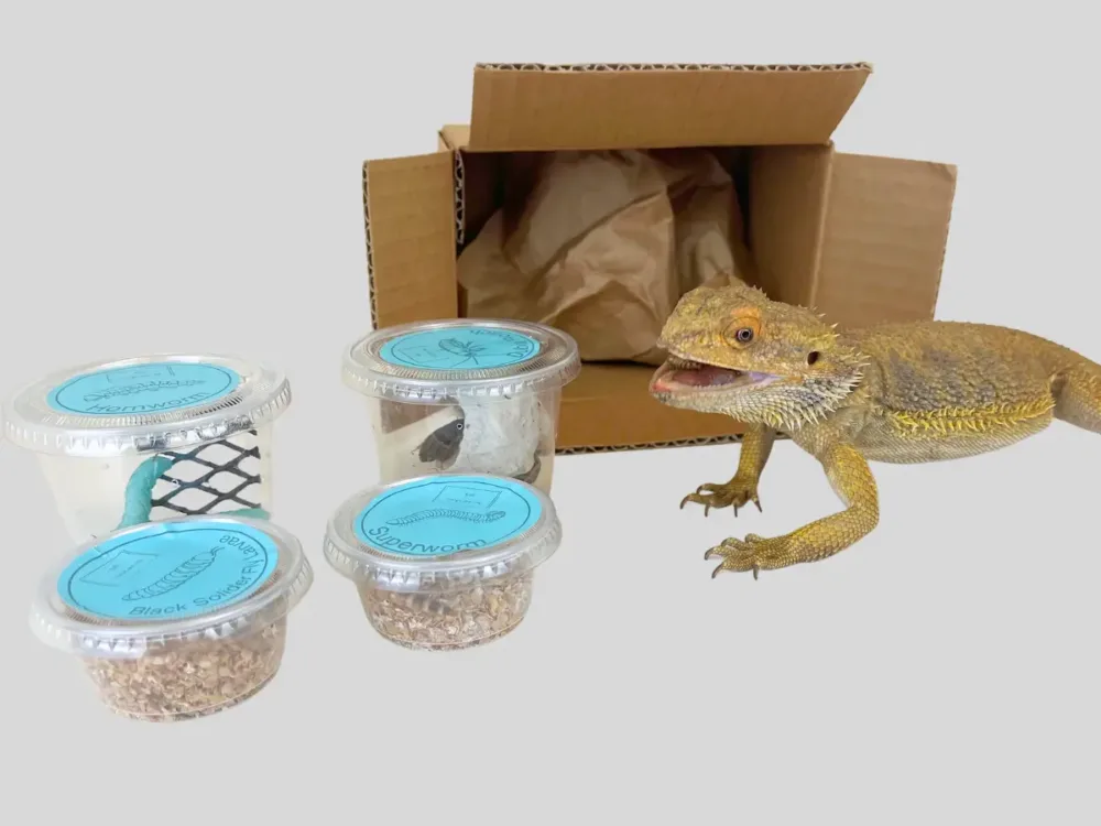 Bearded Dragon Food Subscription: A Comprehensive Guide for Optimal Nutrition